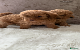 Cockapoo dogs for sale: F1bb petite cockerpoos  - Image 11