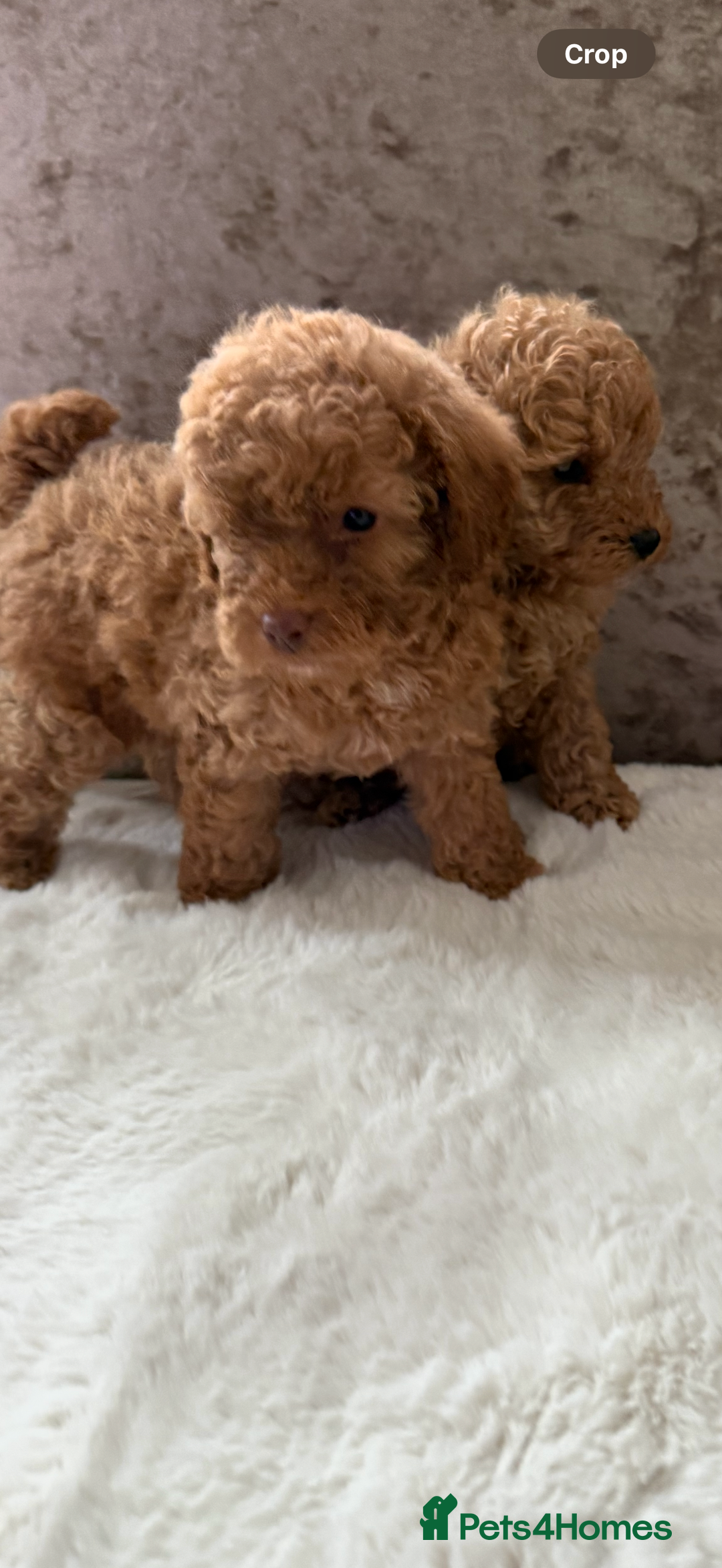 Cockapoo dogs for sale: F1bb petite cockerpoos  - Image 11