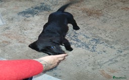 Mixed Breed dogs for sale:  Dalmador female puppies - Image 3