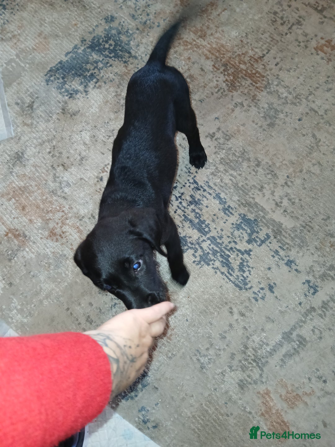 Mixed Breed dogs for sale:  Dalmador female puppies - Image 3