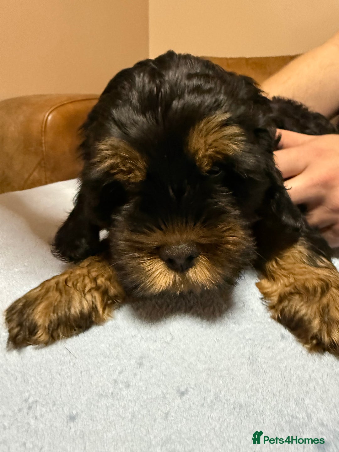 Cockapoo dogs for sale: Cockerpoo puppies 3 girls 3 boys - Image 4