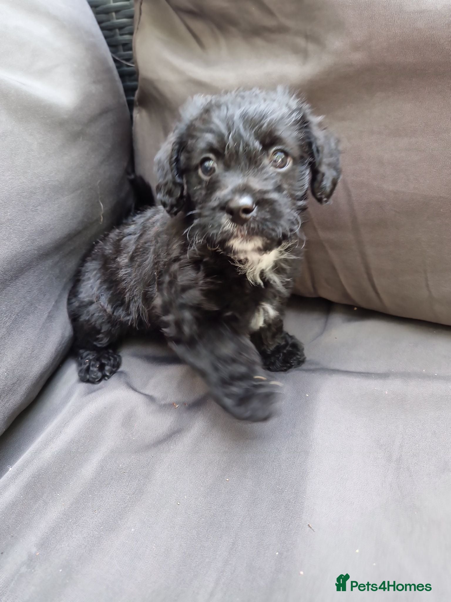 Mixed Breed dogs READY TO LEAVE Last boy Miniature poodle cross  - Advert 1