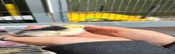 Chickens poultry for sale: Pekin bantam chicks - week old  - Advert 4