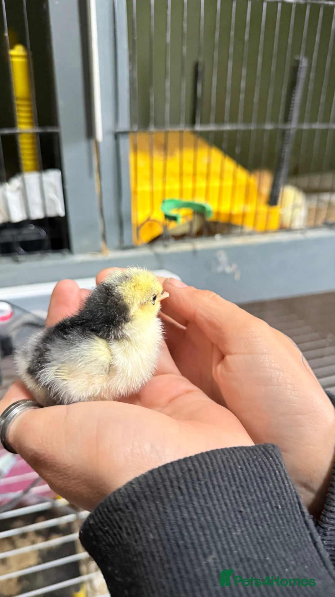 Chickens poultry for sale: Pekin bantam chicks - week old  - Advert 4