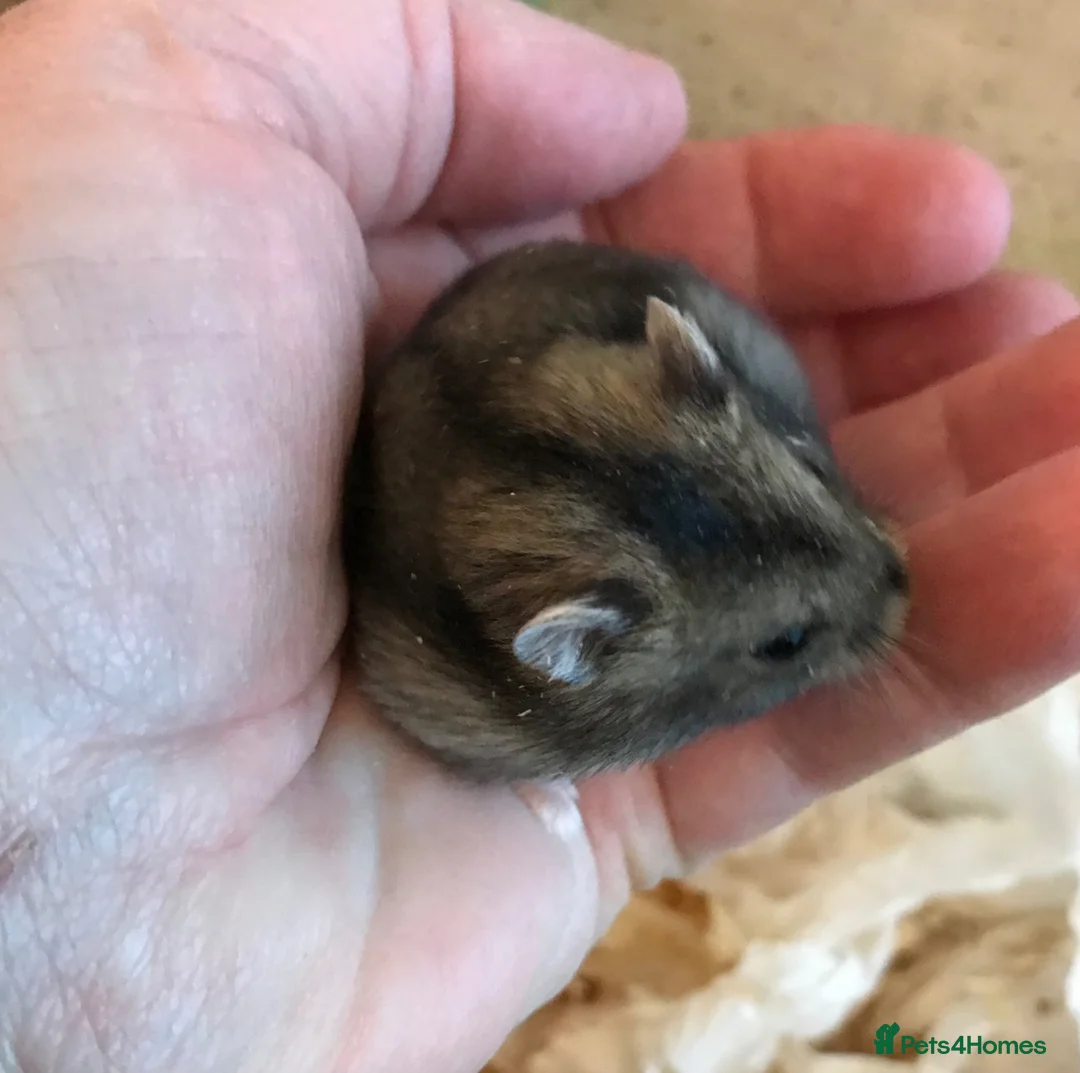 Hamster rodents for sale: Baby Winter White Russians from show stock - Advert 2