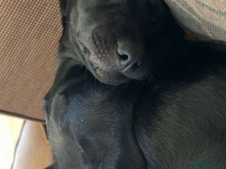 Labrador Retriever dogs - Advert 1