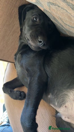 Labrador Retriever dogs - Advert 1