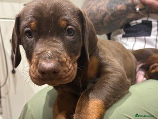 Dobermann dogs KC champion bloodline Doberman pups - Advert 2