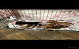 Miniature Dachshund dogs for sale: Miniature dachshund  - Image 7