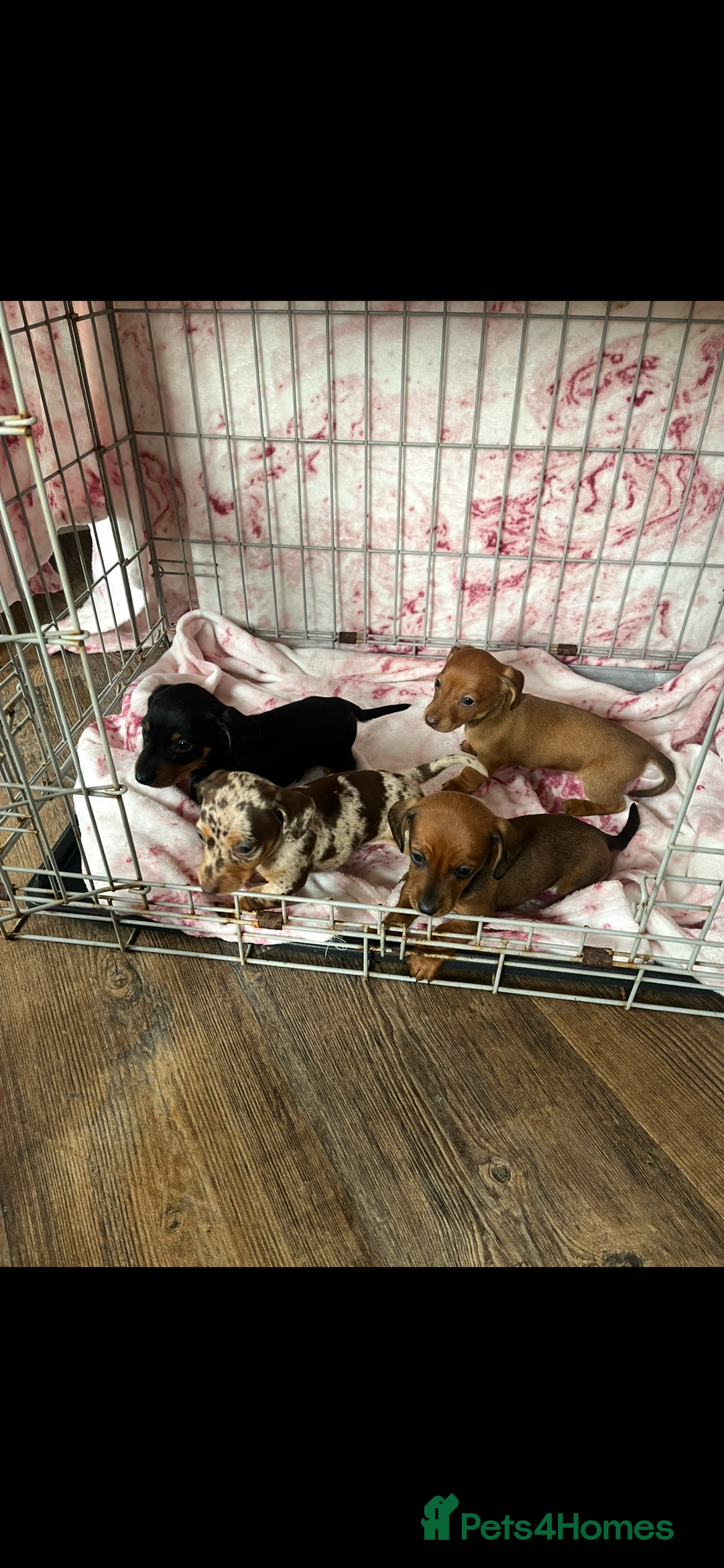 Miniature Dachshund dogs for sale: Miniature dachshund  - Image 7
