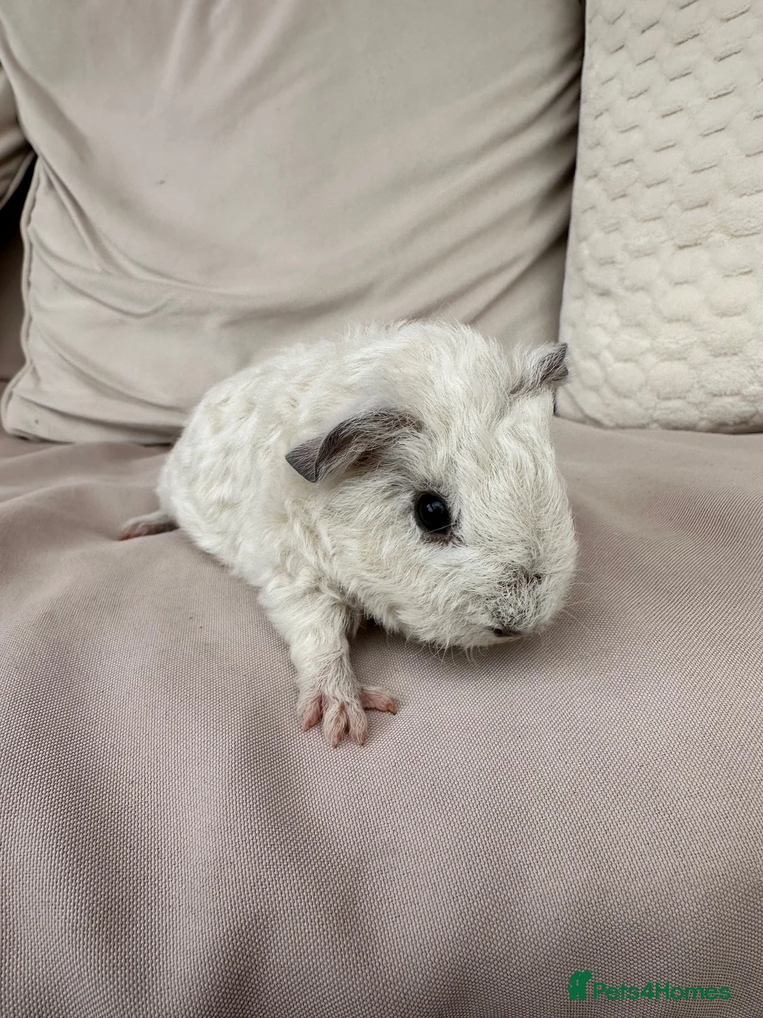 Guinea Pig rodents for sale: Guinea pigs white Teddy shape - Advert 2