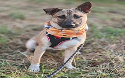 Mixed Breed dogs for adoption: ❤️Lisa, cheerful 7-month-old lower-medium girl ❤️ - Advert 11