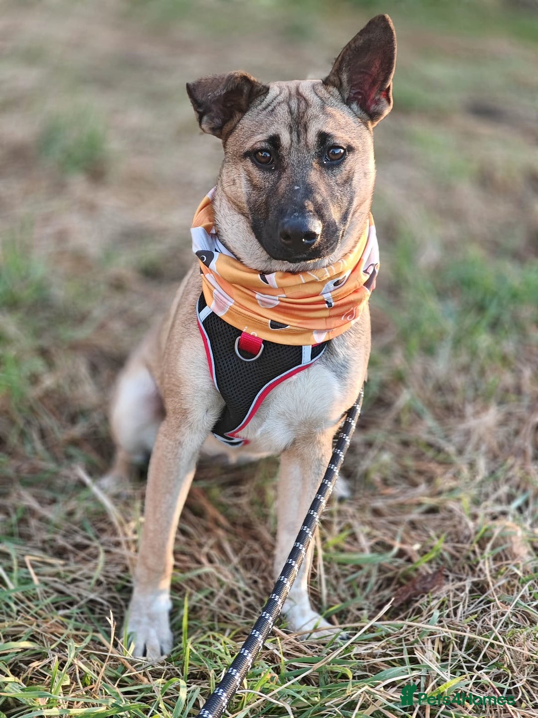 Mixed Breed dogs for adoption: ❤️Lisa, cheerful 7-month-old lower-medium girl ❤️ - Advert 11