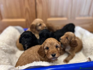 Cockapoo dogs Tiny cockapoo puppies - Advert 5