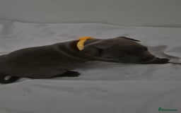 Staffordshire Bull Terrier dogs for sale: Blue staffs for sale £900 - Image 6