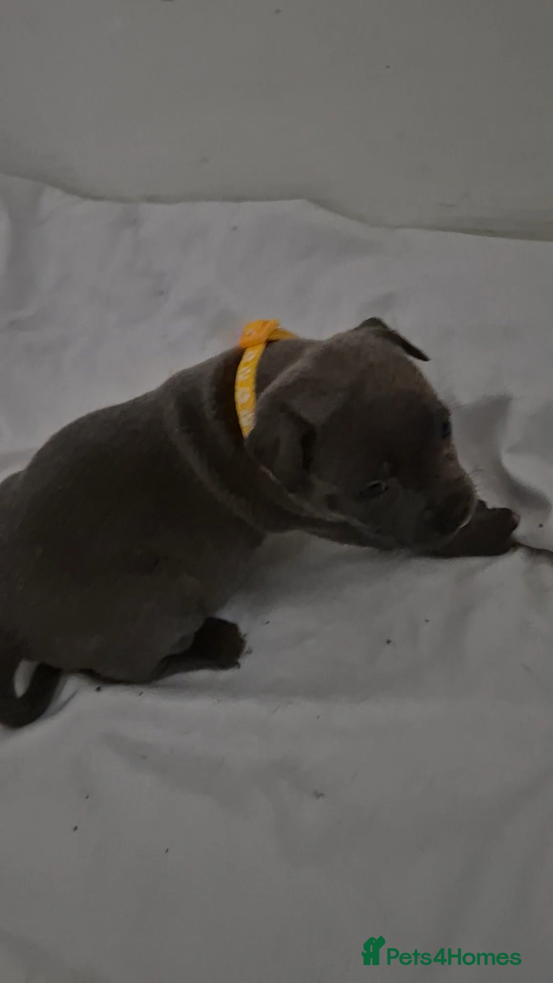 Staffordshire Bull Terrier dogs for sale: Blue staffs for sale £900 - Image 6
