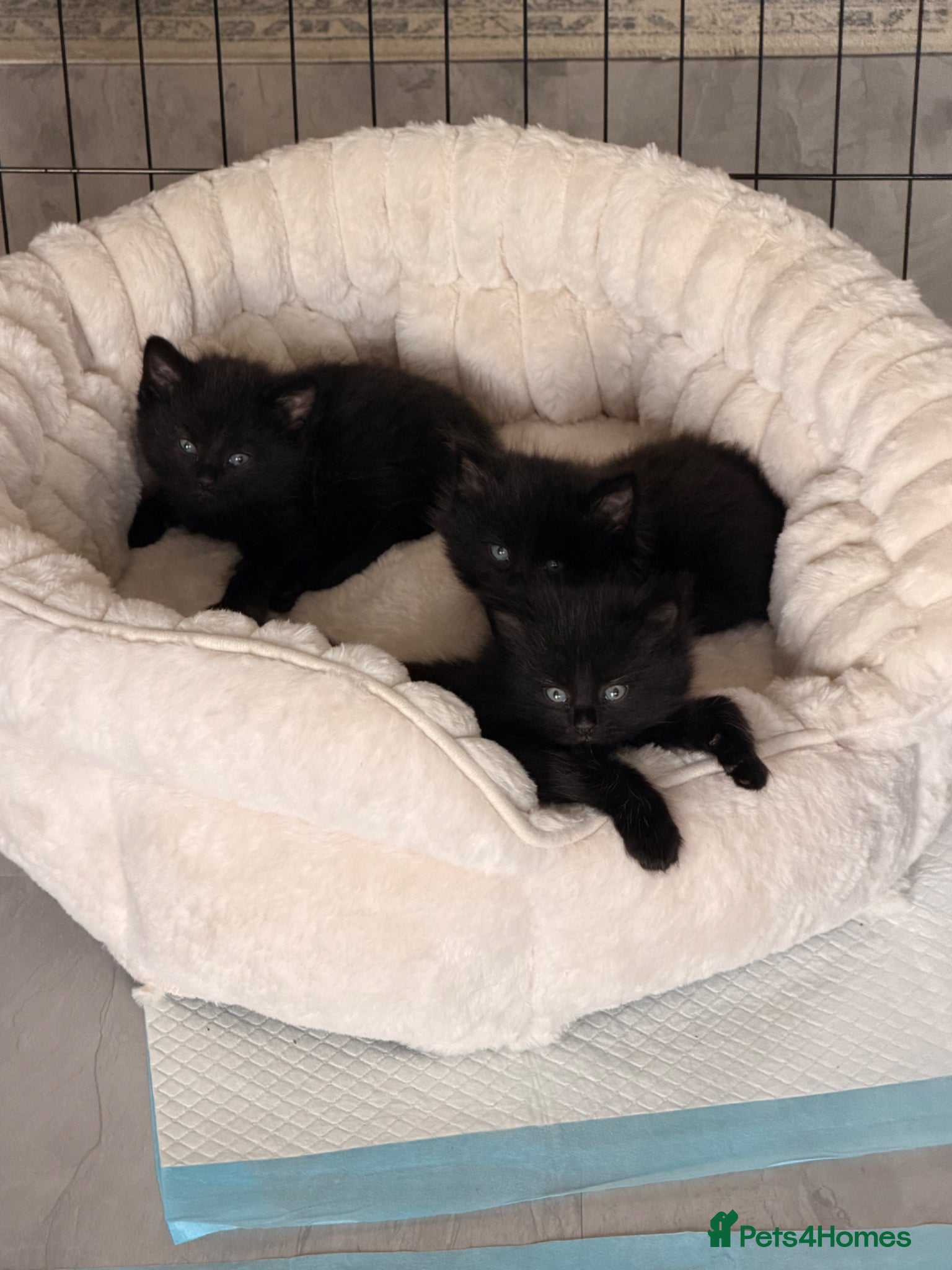 Mixed Breed cats 🐾✨ Adorable Fluffy & Friendly Black Kittens! ✨🐾 - Advert 17