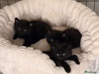 Mixed Breed cats 🐾✨ Adorable Fluffy & Friendly Black Kittens! ✨🐾 - Advert 17