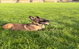 Belgian Shepherd Dog dogs for sale: Male Belgian malinois  - Image 2