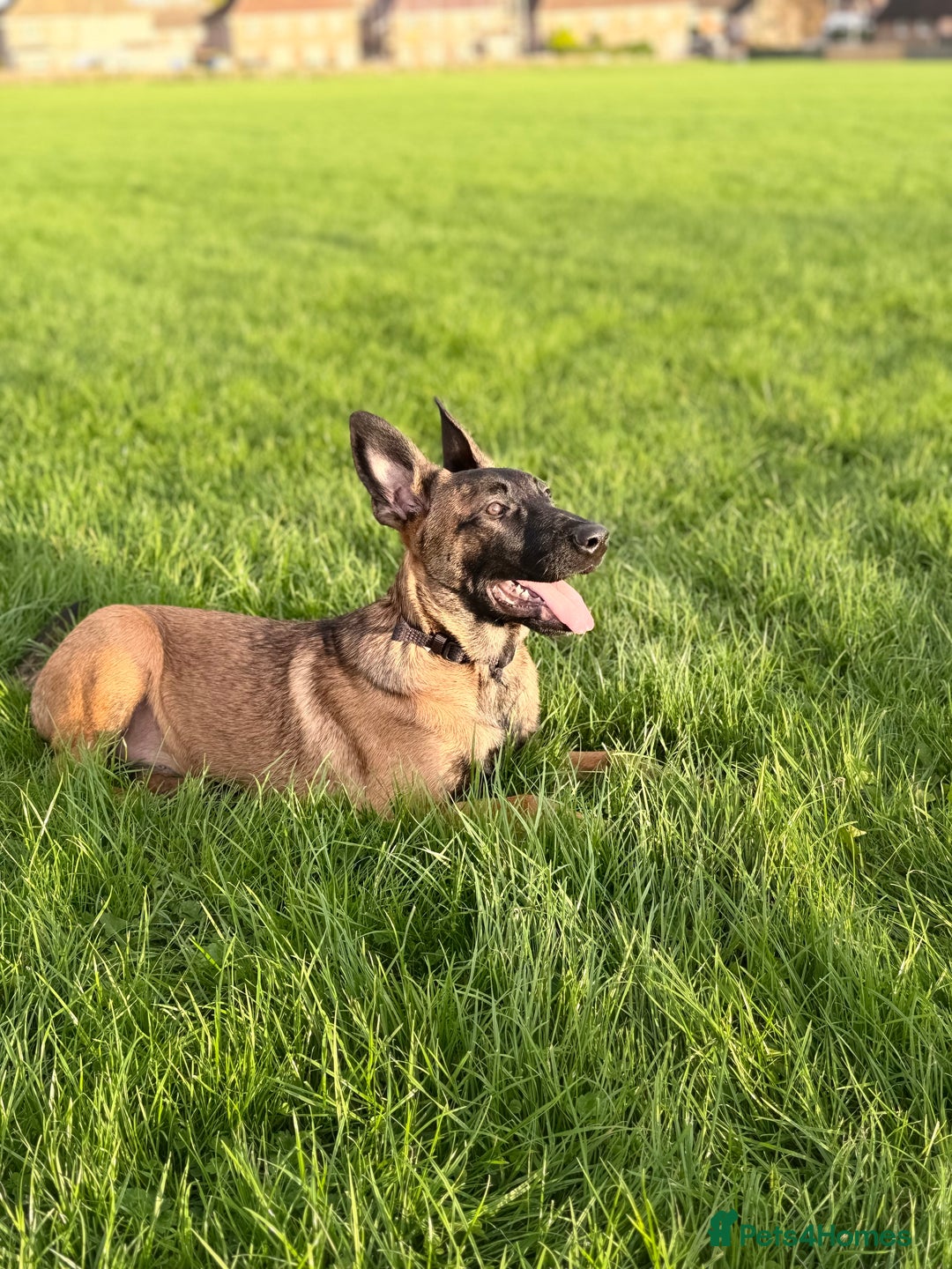 Belgian Shepherd Dog dogs for sale: Male Belgian malinois  - Image 2
