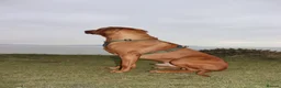Rhodesian Ridgeback dogs for stud: Beautiful Rhodesian Ridgeback to Stud  in Lightwater - Advert 7