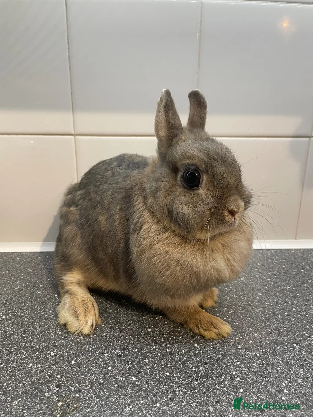 Lionhead rabbits for sale: Lionhead lop, lop, neverland dwarf  - Advert 1