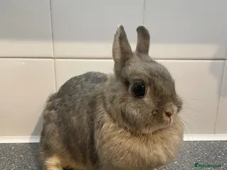 Lionhead rabbits Lionhead lop, lop, neverland dwarf - Advert 15