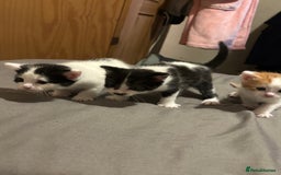 Bengal cats for sale: Half bengal half tabby kittens for good home - Image 1