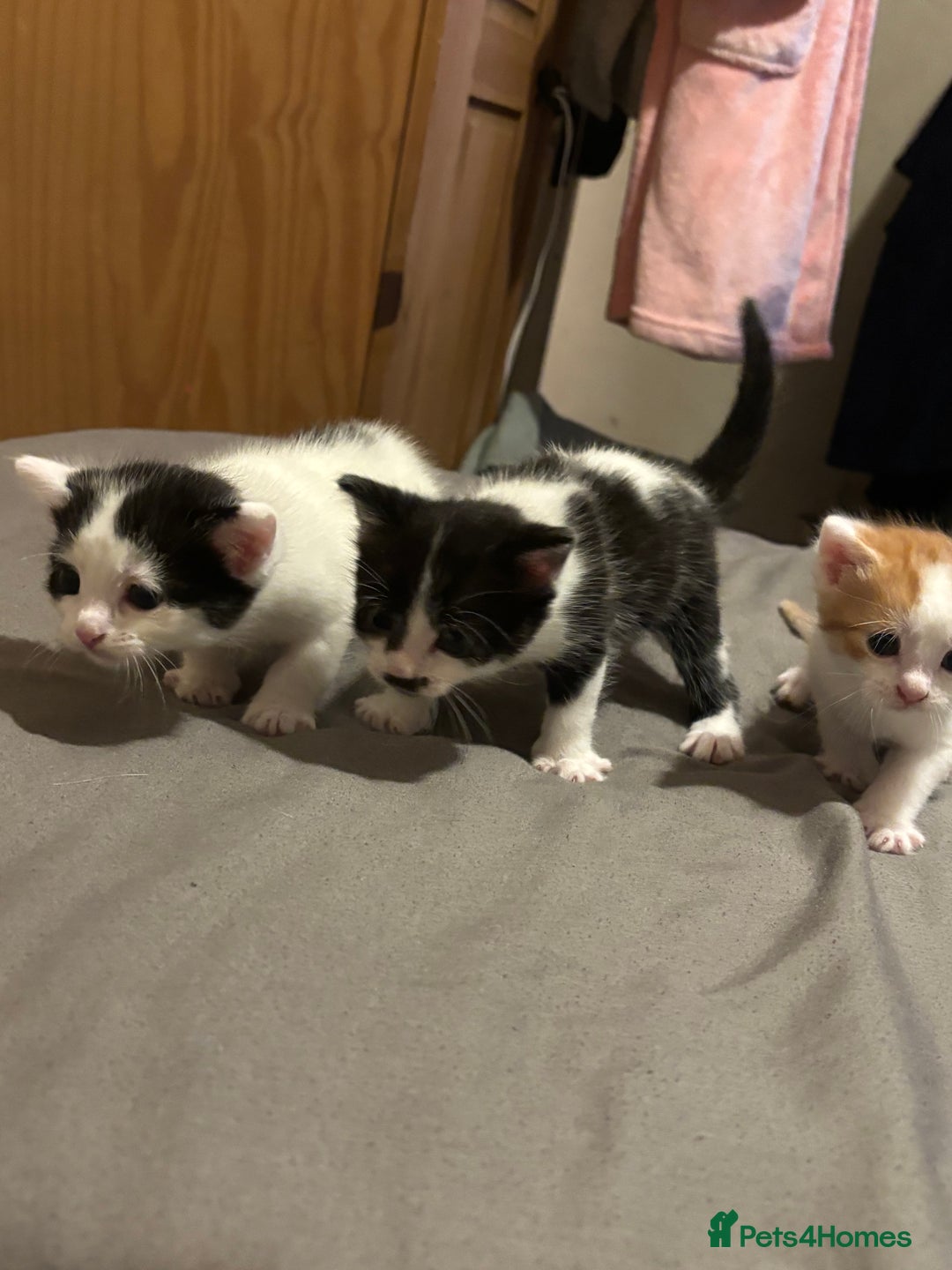 Bengal cats for sale: Half bengal half tabby kittens for good home - Image 1