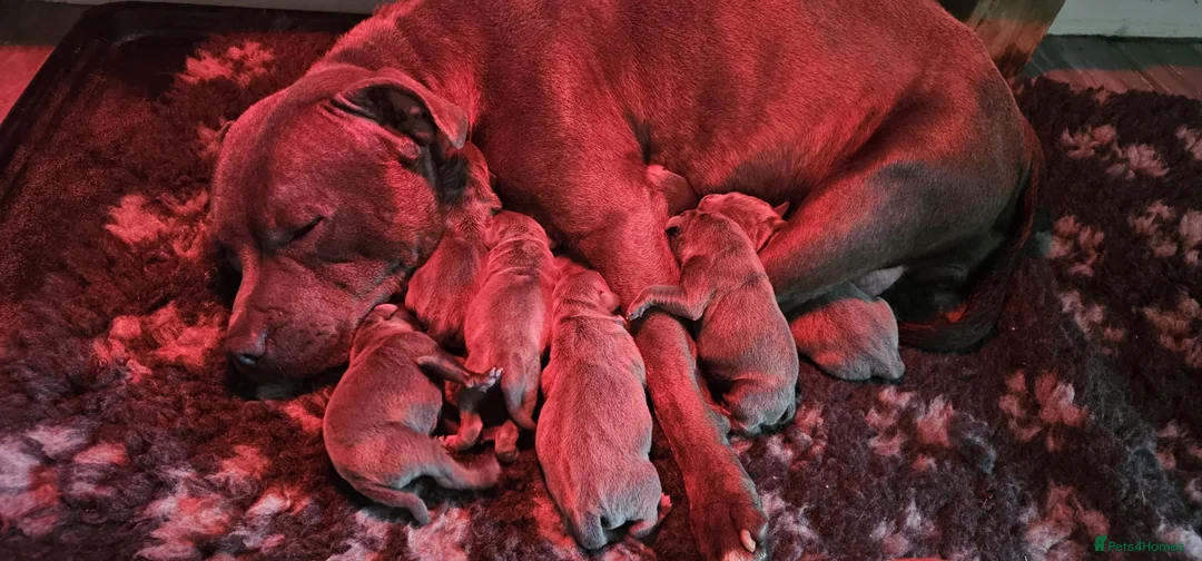 Staffordshire Bull Terrier dogs for stud: Stud  in Godalming - Advert 4