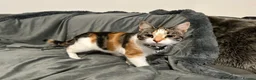 Mixed Breed cats for sale: 9 beautiful kittens looking for new homes  - Advert 29
