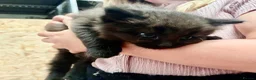 Mixed Breed cats for sale: Fluffy Kittens for sale  - Advert 5