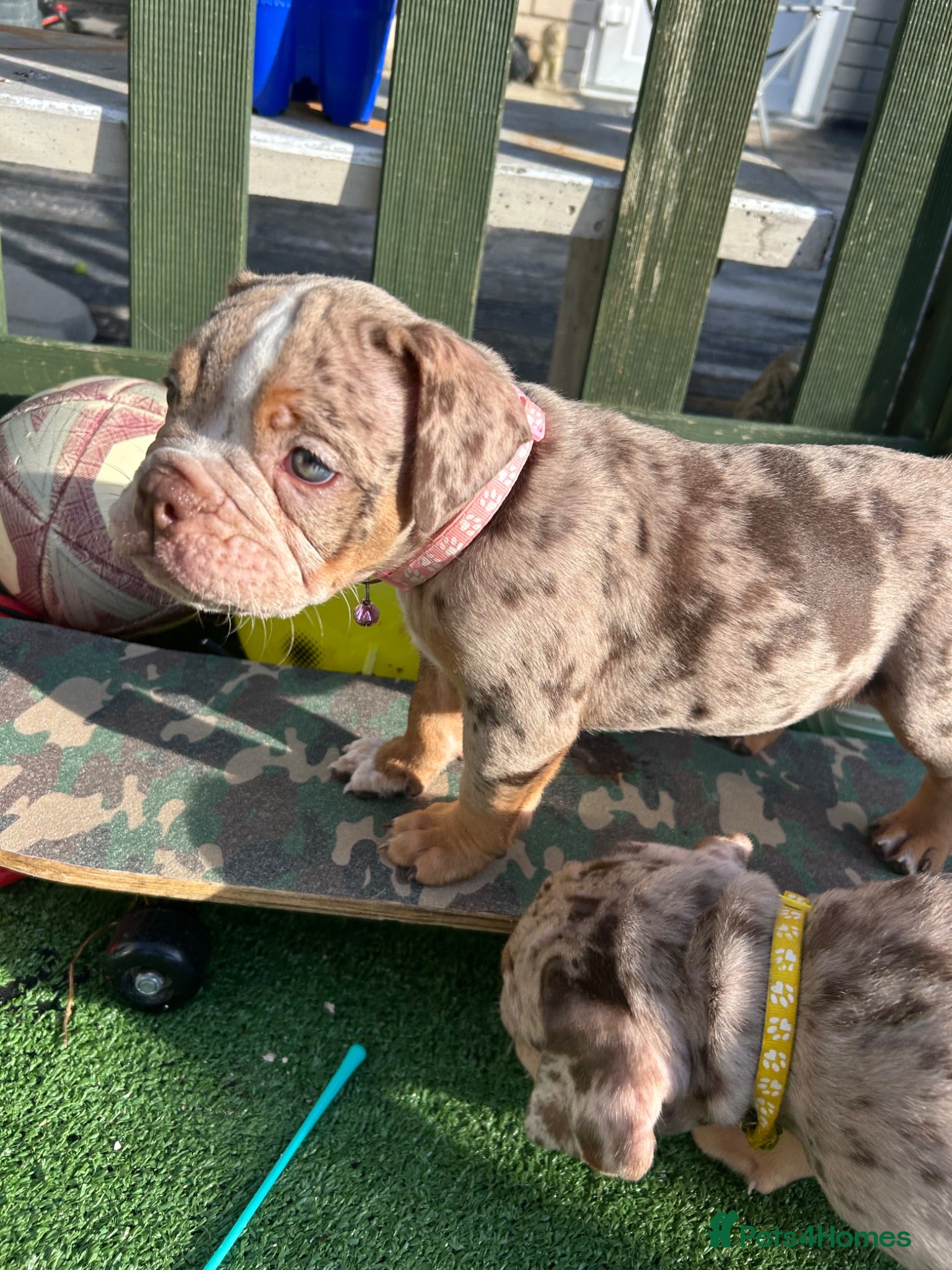 Dorset Olde Tyme Bulldogge dogs OLDE ENGLISH BULLDOG READY TO LEAVE  - Advert 2