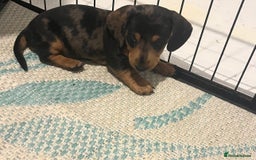 Dachshund dogs for sale: Mini dachshund boy puppy  - Image 1
