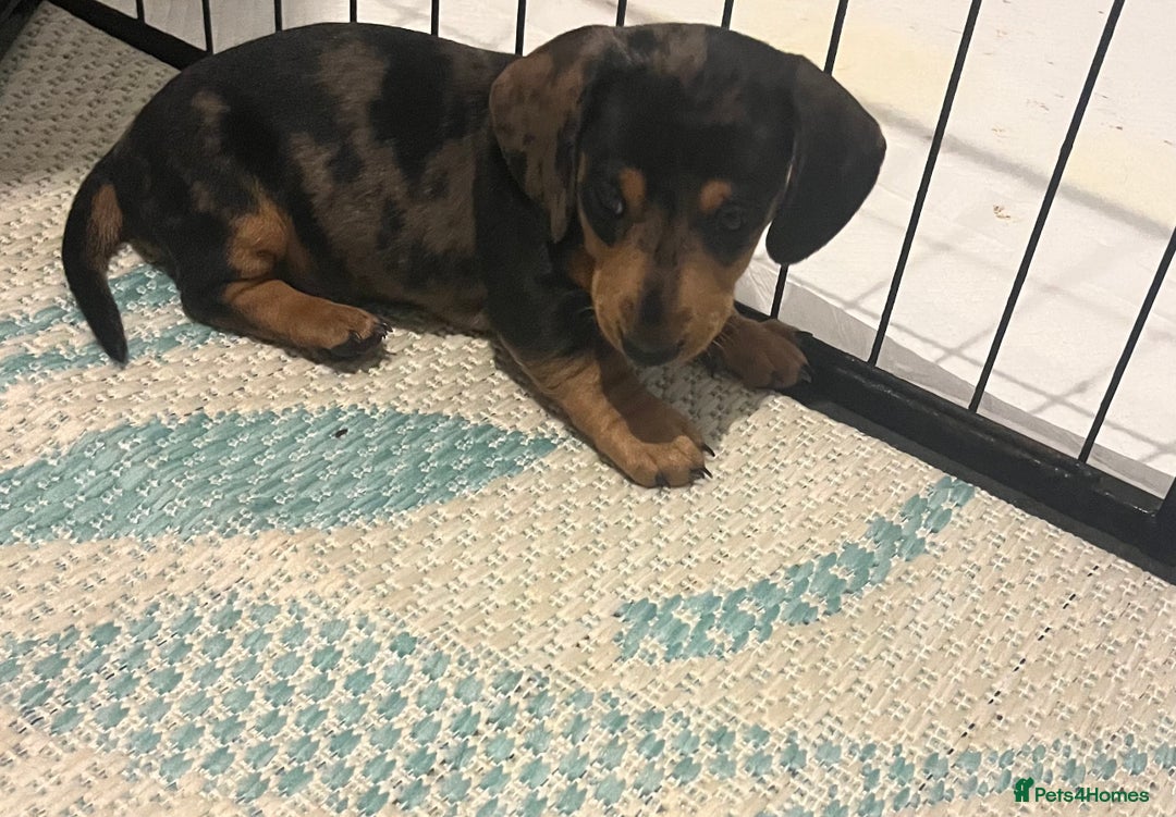 Dachshund dogs for sale: Mini dachshund boy puppy  - Image 1