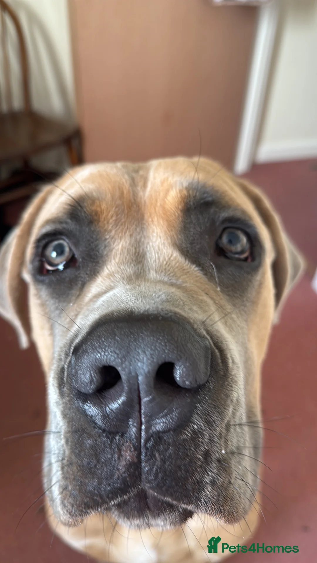 Cane Corso dogs for sale: 20 month male neutered cane corso  - Advert 5