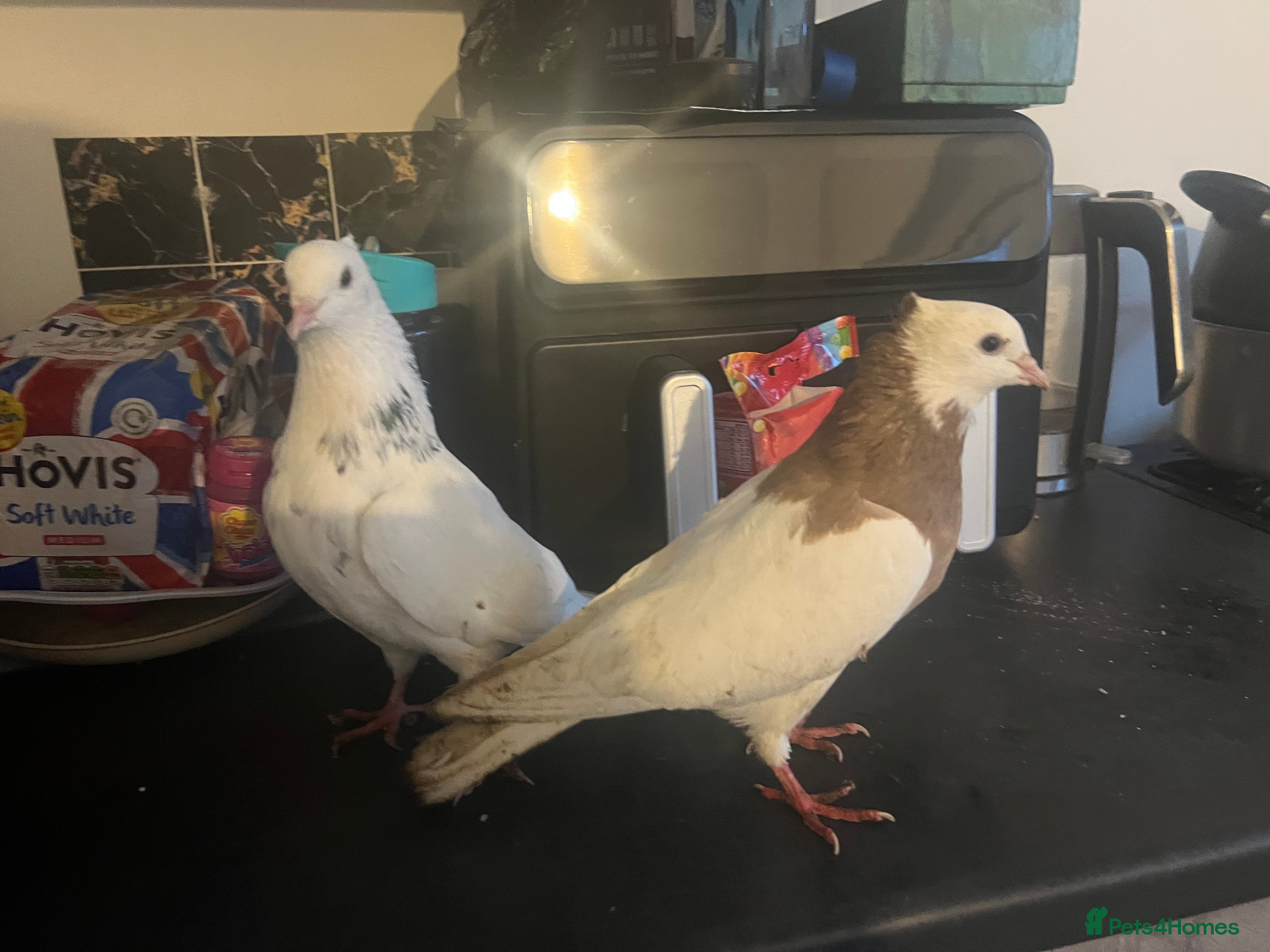 Pigeons birds Pair of Kurdish tumblers - Advert 1