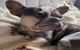 French Bulldog dogs for sale: French Bulldog Puppies ready on 13/11/25 - Image 4