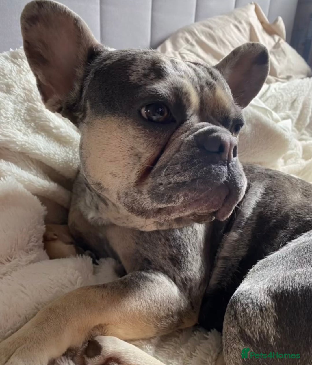 French Bulldog dogs for sale: French Bulldog Puppies ready on 13/11/25 - Image 4