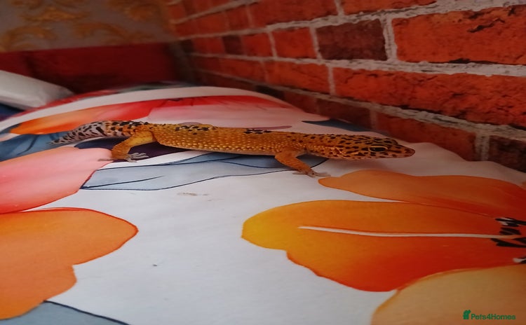 Leopard Gecko reptiles in Rochester - Advert 1