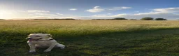 Goldador dogs for sale: Sweet goldador  in Stoke-on-Trent - Advert 5