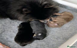 Pomeranian dogs for sale: Quality Pomeranian puppies - Advert 17