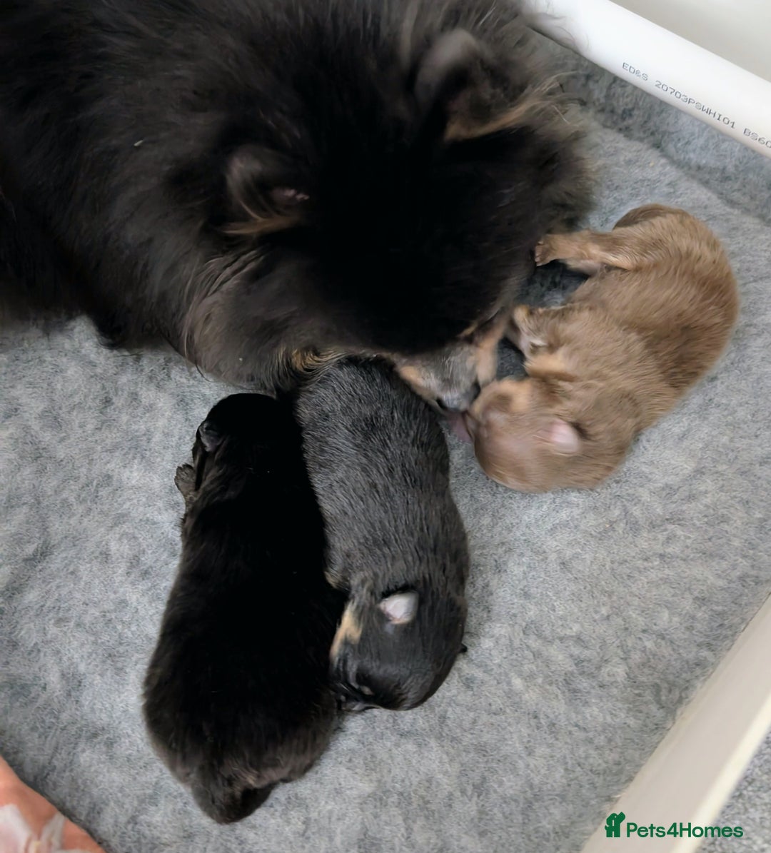 Pomeranian dogs for sale: Quality Pomeranian puppies - Advert 17