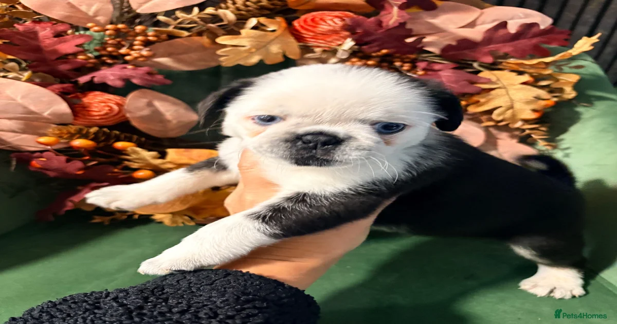 Puppies for sale in Barnsley, South Yorkshire | Pets4Homes