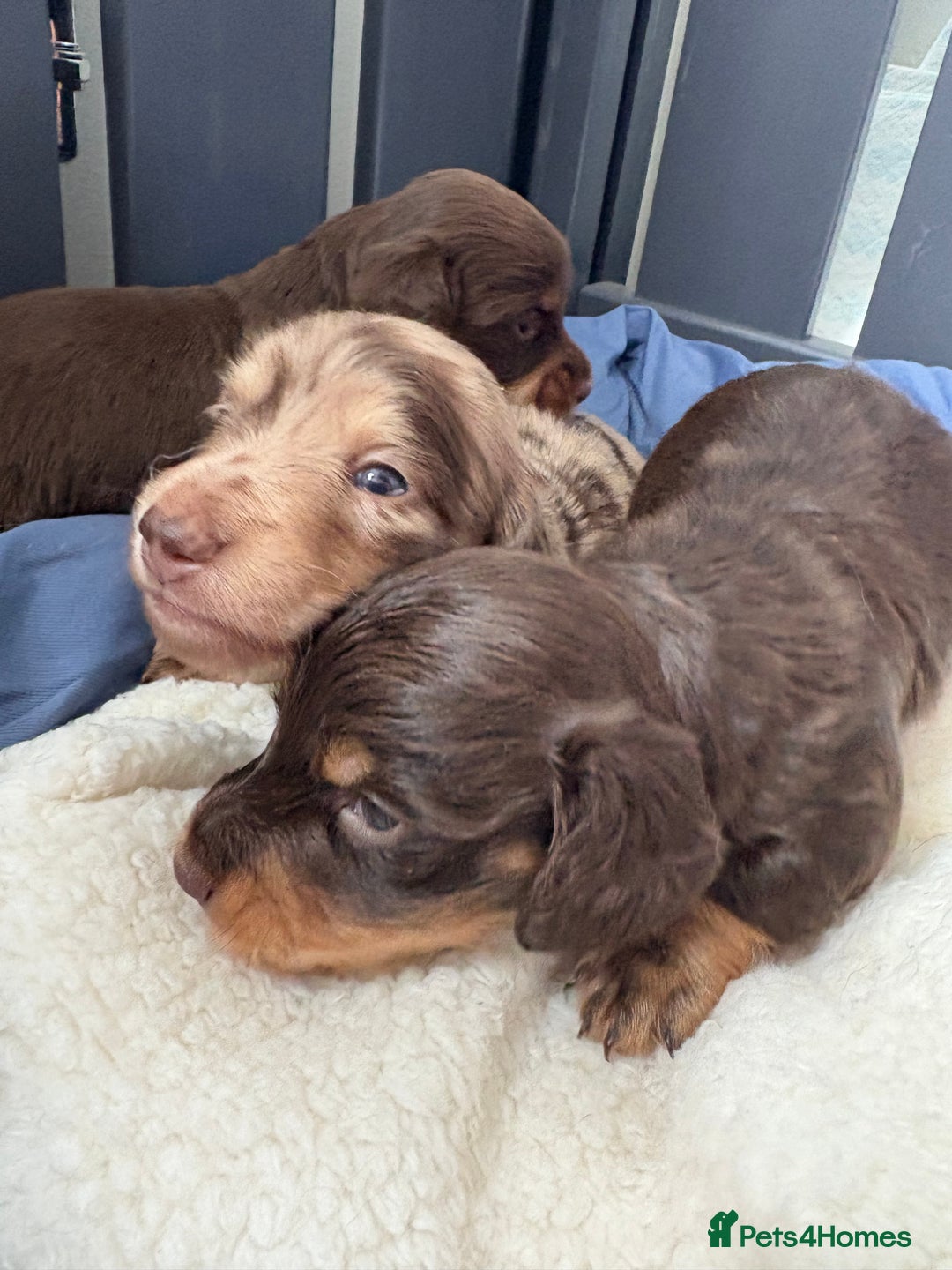 Miniature Dachshund dogs for sale: Long haired miniature dachshunds  - Image 20