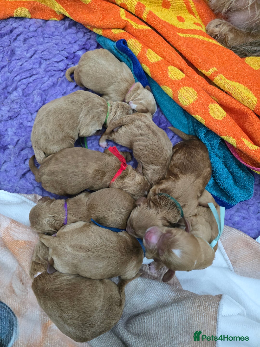 Cockapoo dogs for sale: Health tested cockerpoo F1 pups licensed Breeder  - Advert 39