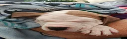 American Bulldog dogs for sale: American Bulldog Puppies - Advert 33