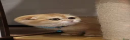 Scottish Fold cats for sale: Champion BL Stunning Scottish kittens  - Advert 19