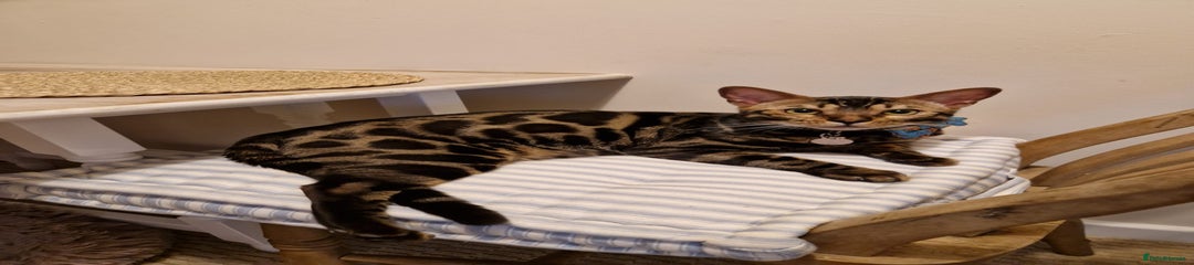 Bengal Kitten 1