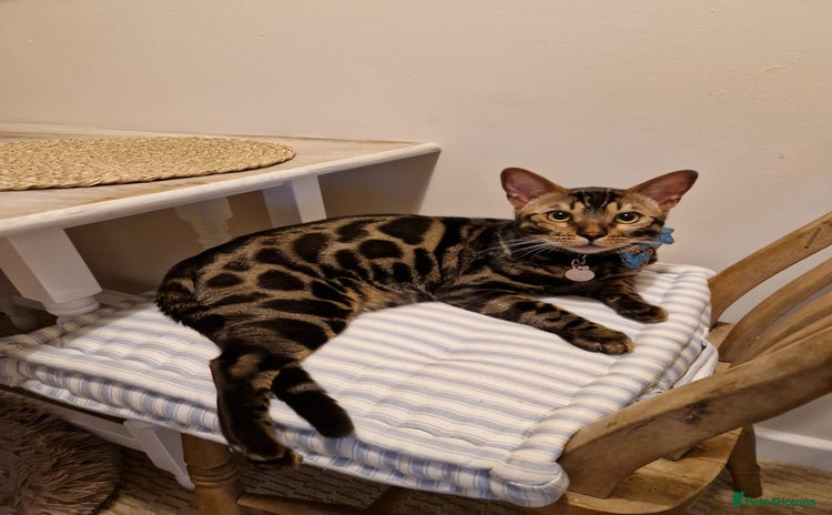 Bengal cats - Advert 8